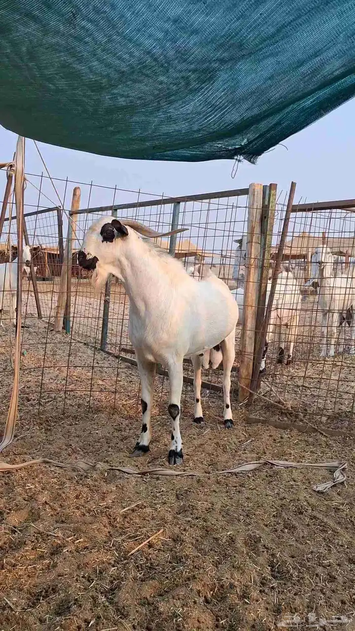 تيس اكحل صنف الصنف 2