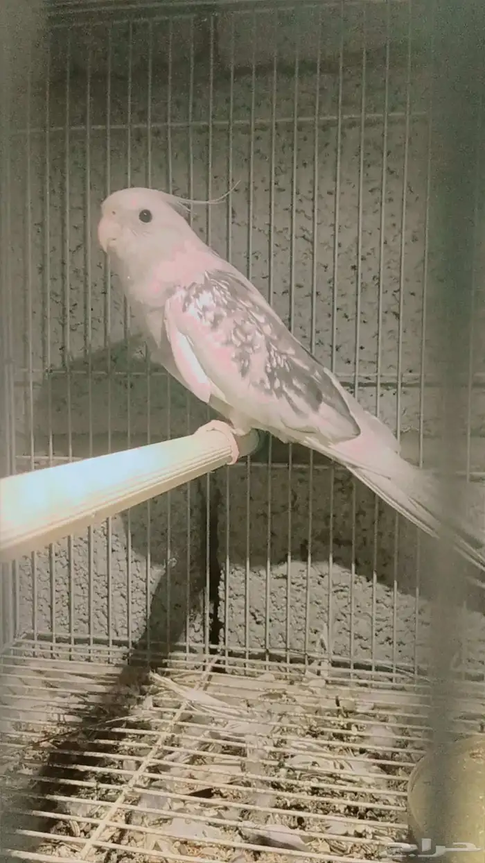 السلام عليكم ورحمة الله وبركاته عندي بغبغاء وابغي ابيع 2