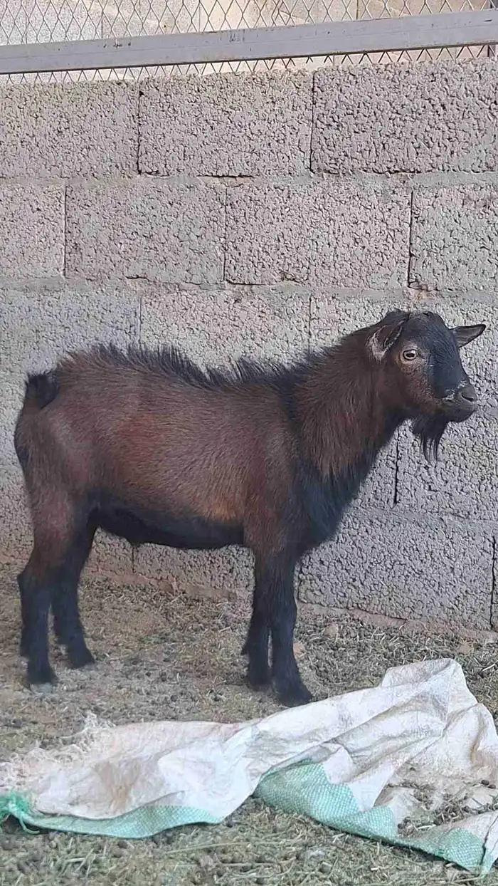 تيس قزمي البيع قريب 2