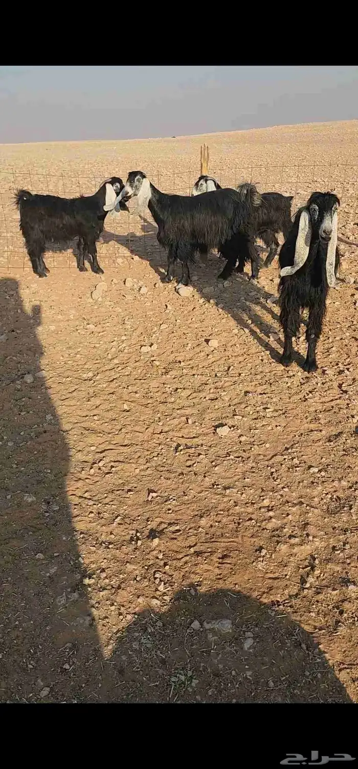 للبيع معزا عوارض 1