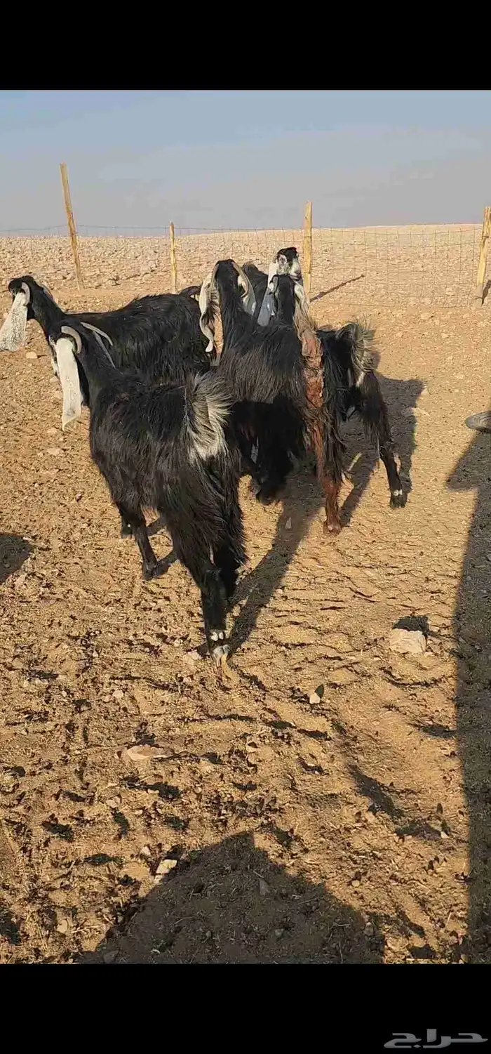 للبيع معزا عوارض 2