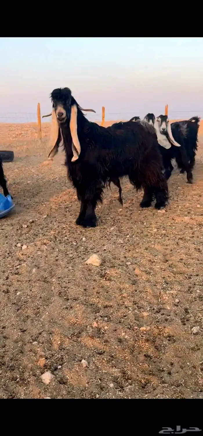 للبيع معزا عوارض 0