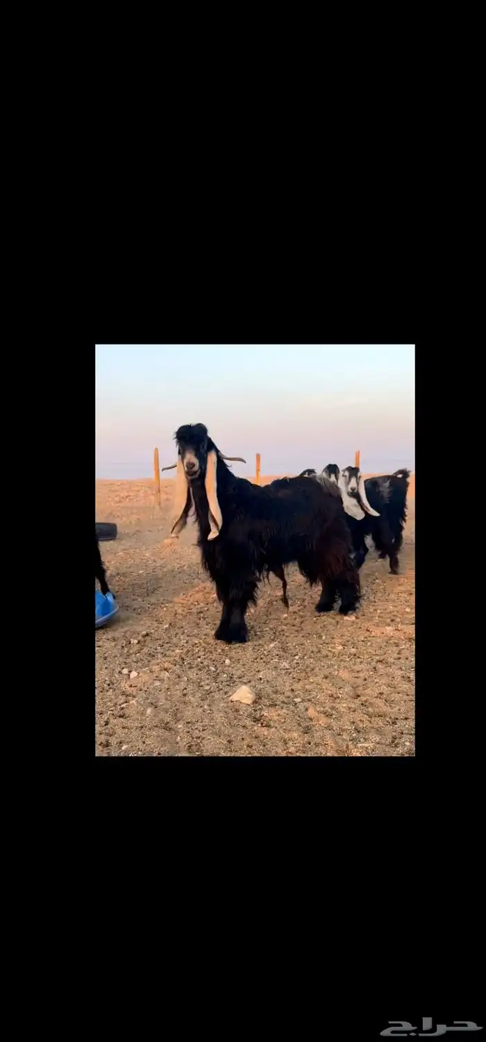 للبيع معزا عوارض 4