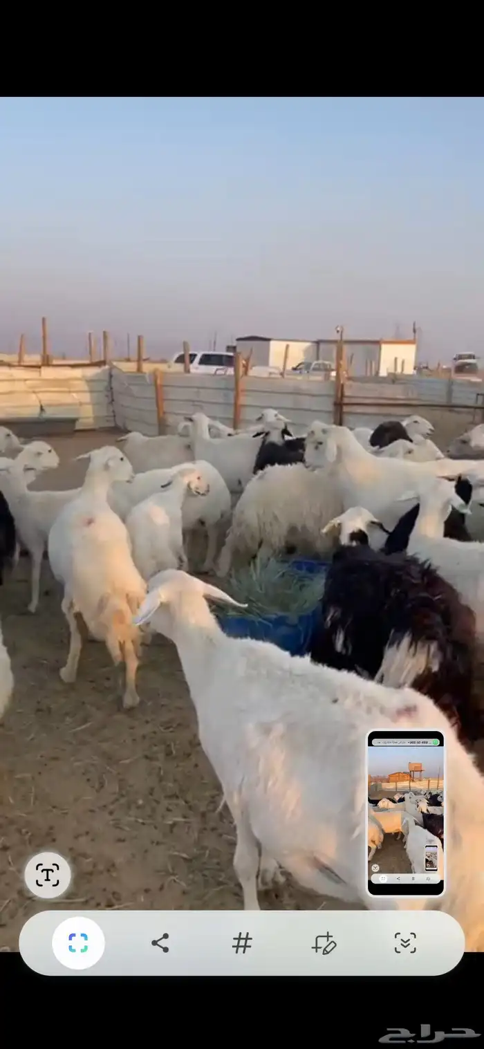 حريات دفيع شرط 55راس 3