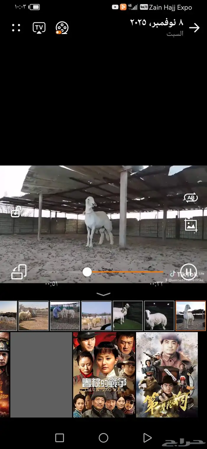 طلي فحل مطور 1