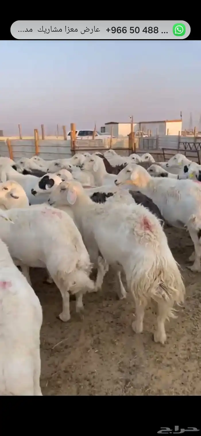 حريات دفيع شرط 55راس 6