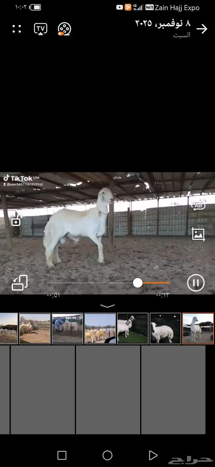 طلي فحل مطور 3