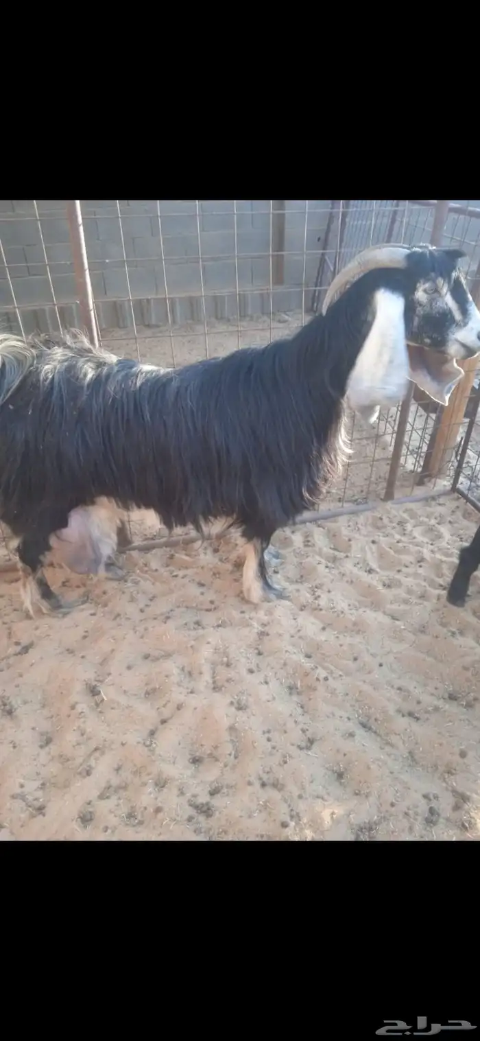 للبيع عنز عارضيه طيبه معها تيوس 0