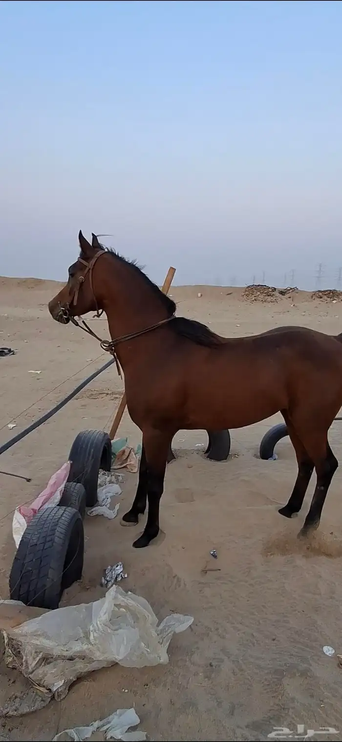 خير عربي مصري بيور لا يفوووتك ي مدور الزين 3