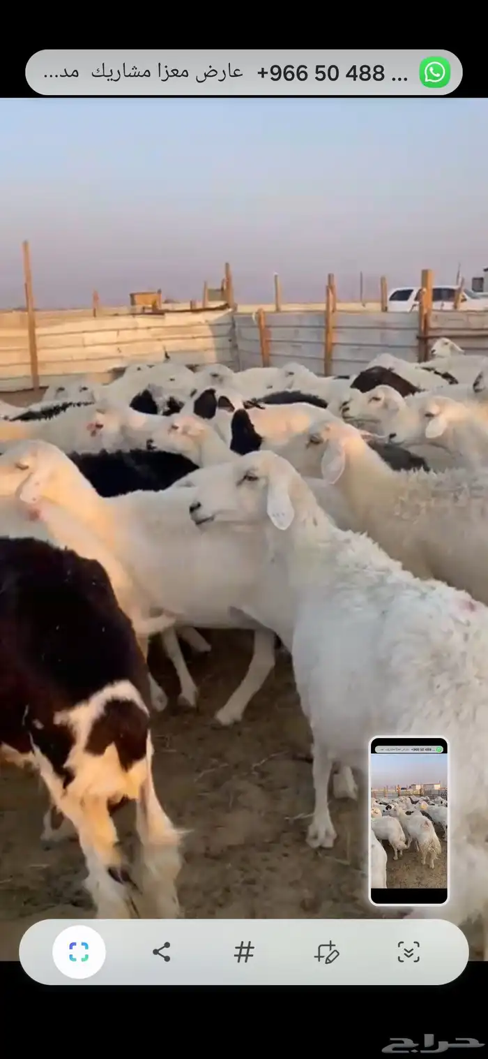 حريات دفيع شرط 55راس 5