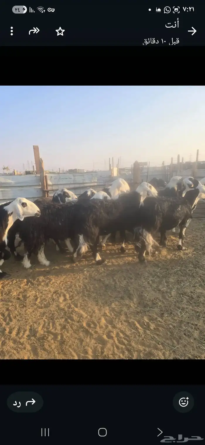 حريات دفيع شرط 55راس 1