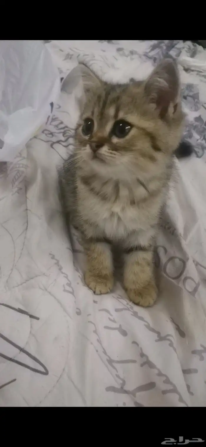 قط سكوتش200ريال 0