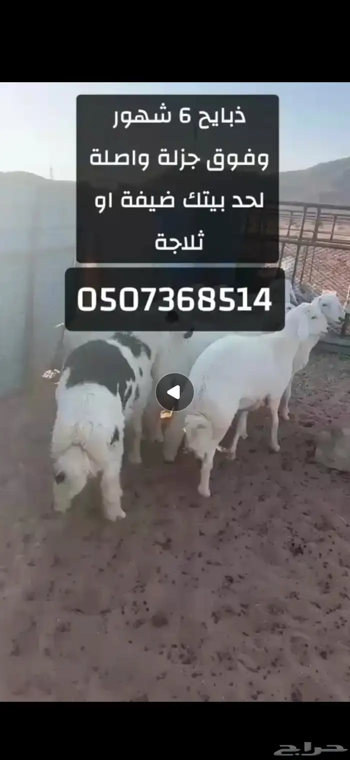ذبايح 6 شهور وفوق جزلة في عفيف 0