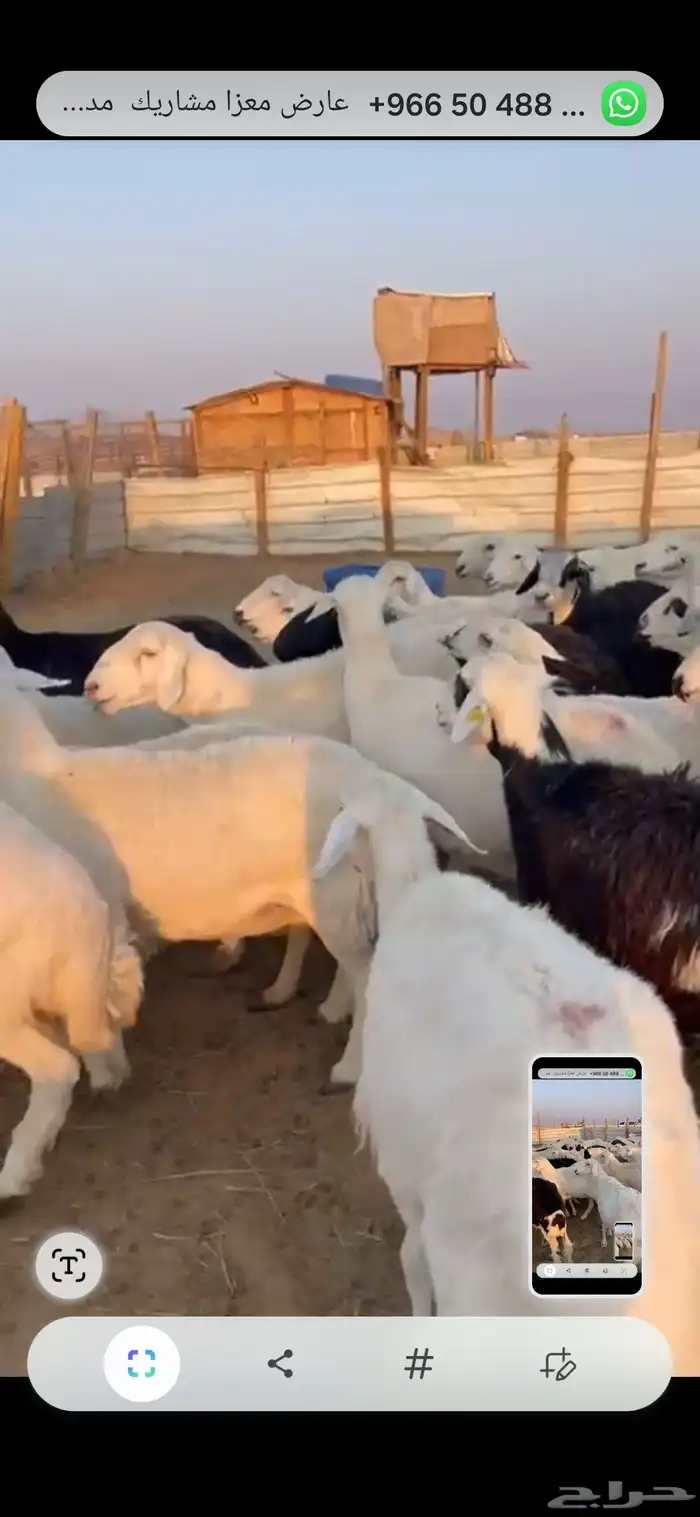 حريات دفيع شرط 55راس 4