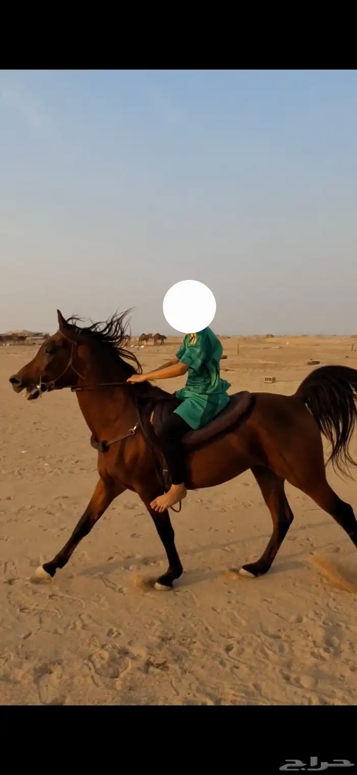 خير عربي مصري بيور لا يفوووتك ي مدور الزين 2