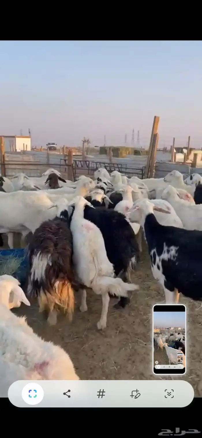 حريات دفيع شرط 55راس 2