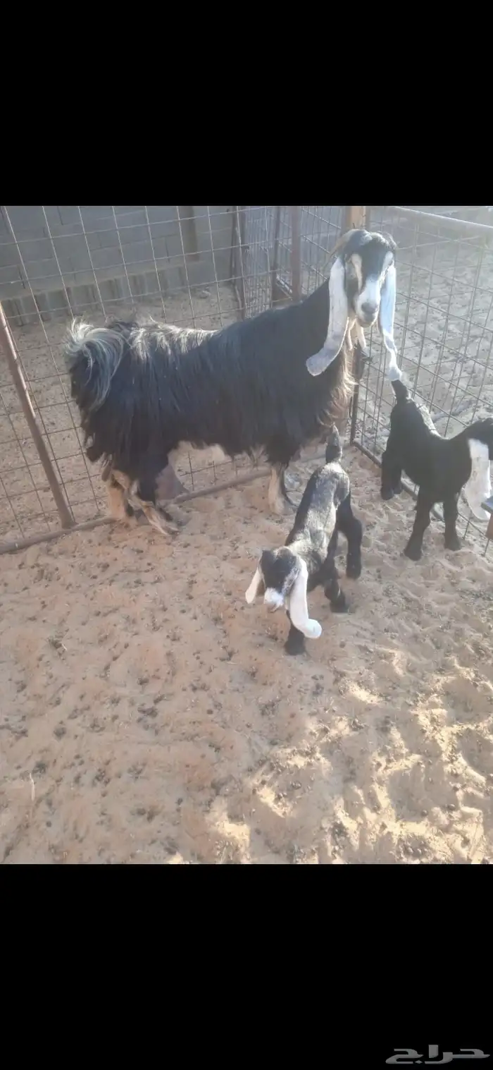 للبيع عنز عارضيه طيبه معها تيوس 2