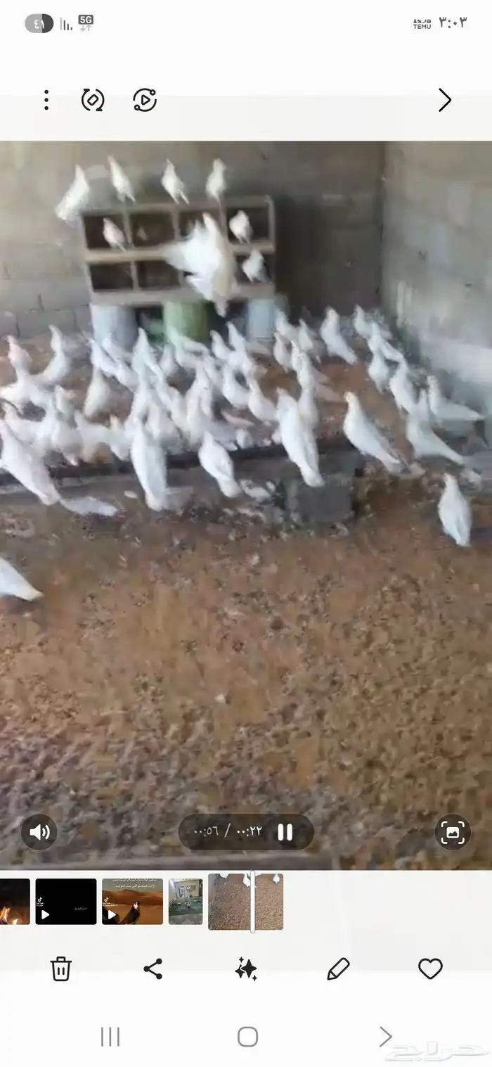 للبيع حمام فرنسي 1