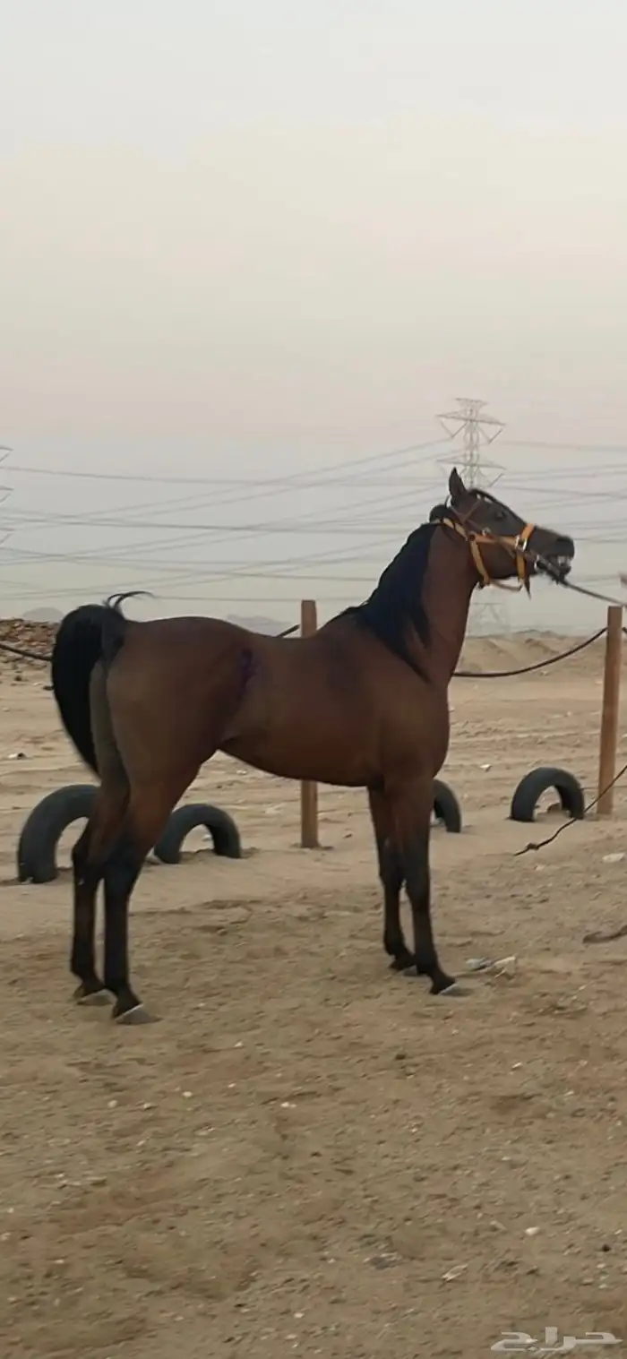 خير عربي مصري بيور لا يفوووتك ي مدور الزين 1