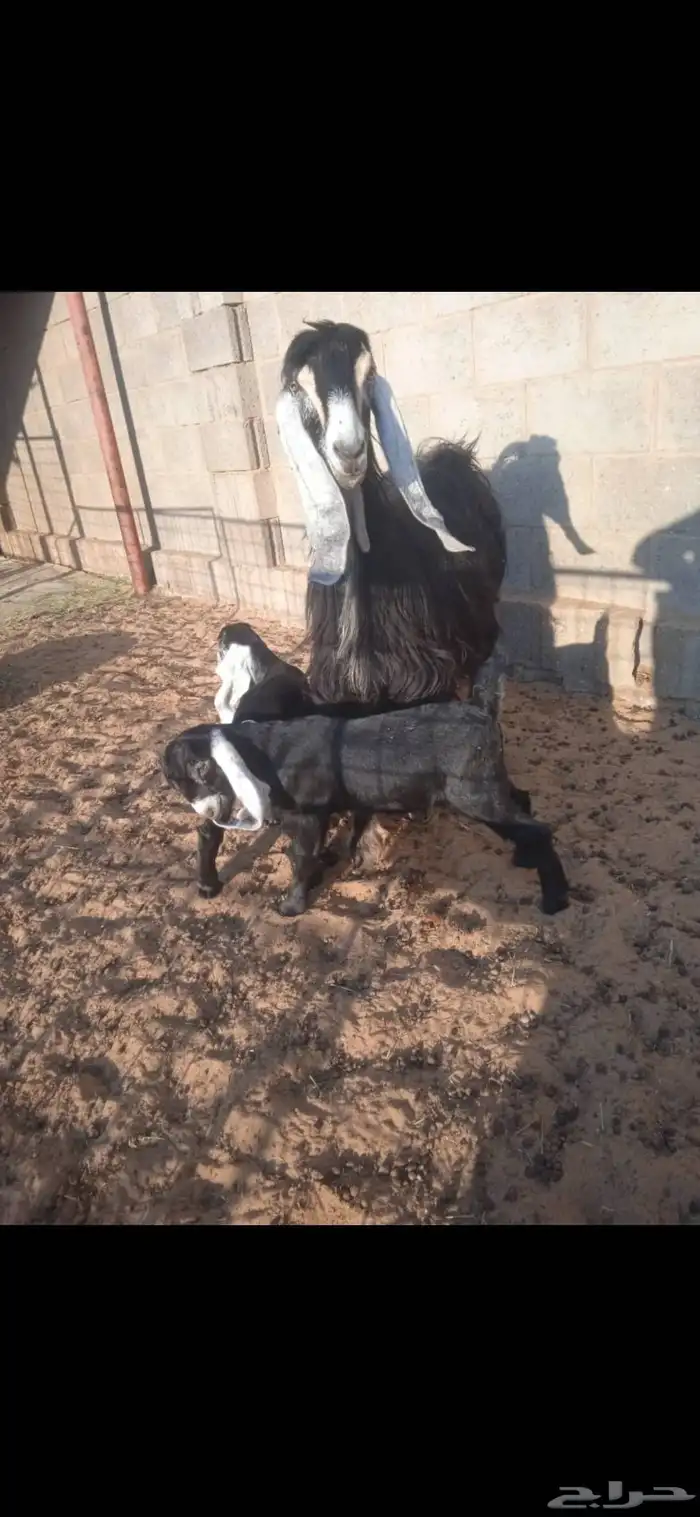 للبيع عنز عارضيه طيبه معها تيوس 1