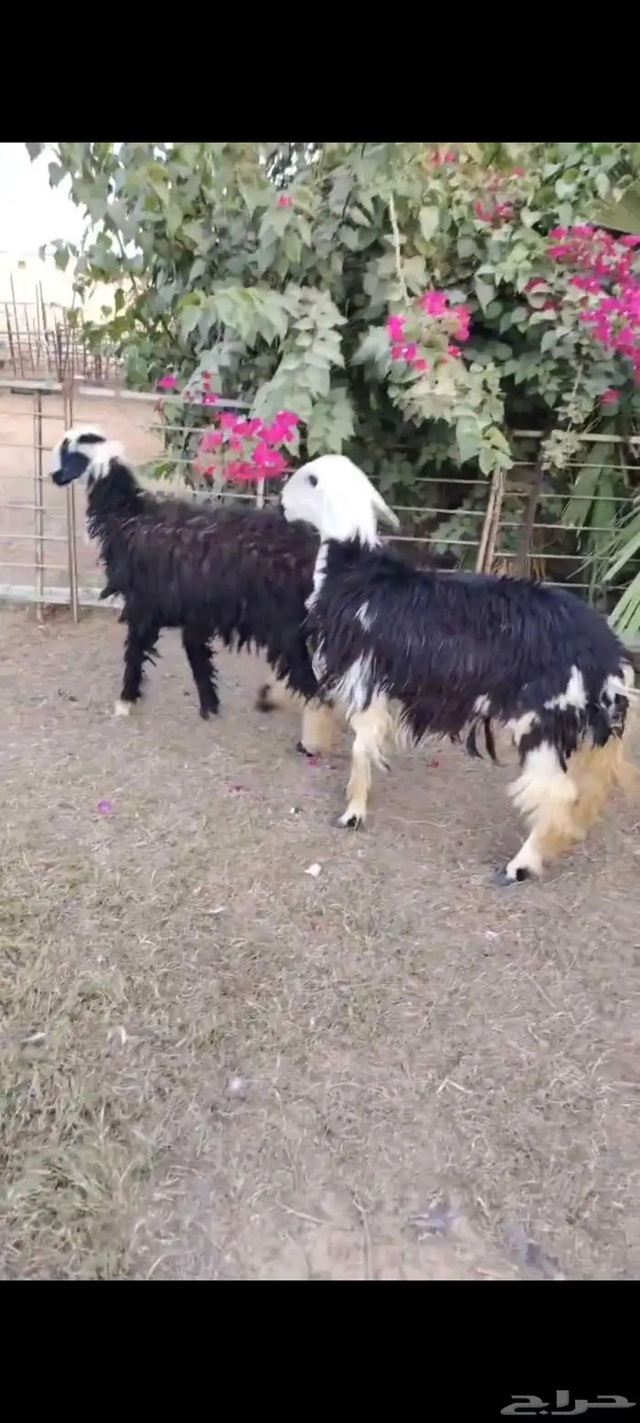 جذعات نجد مقاني ولا ذبح 0