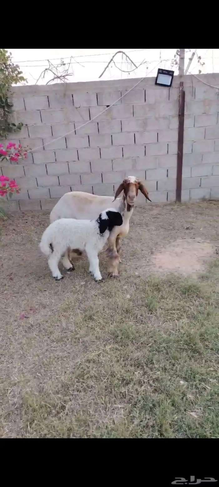 شاه رغوث نعيميه صنف وجرم فاخر 0