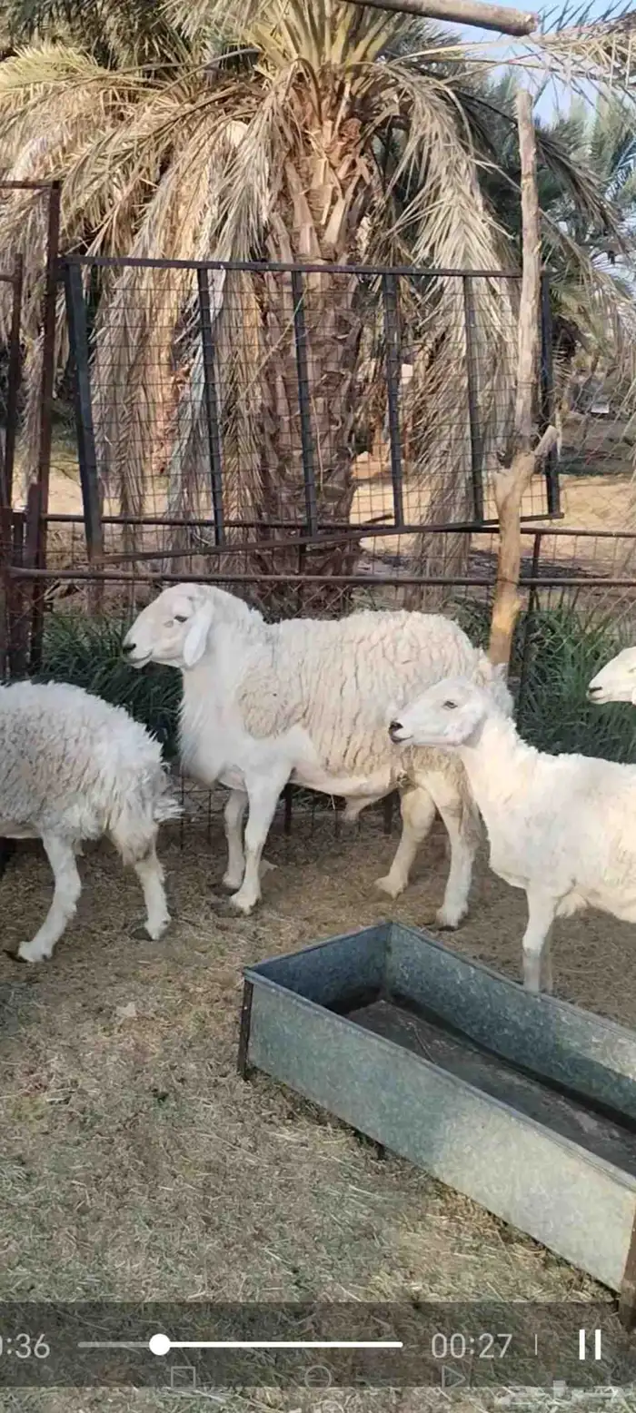 للبيع فحل حري إنتاجه 90 بالميه طليان 1