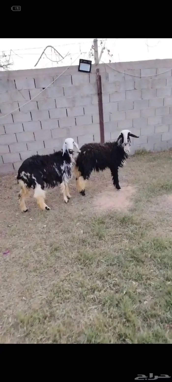 جذعات نجد مقاني ولا ذبح 2