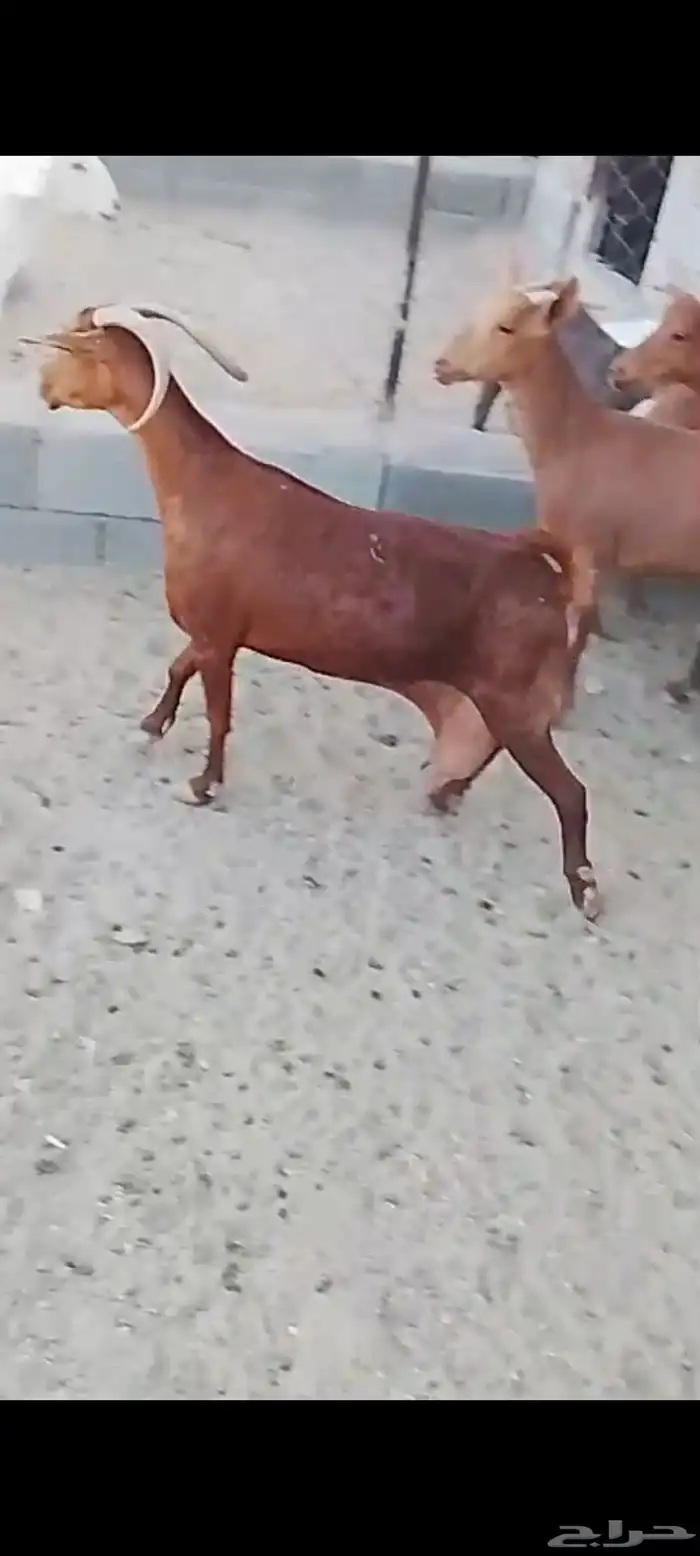 للبيع معزا دهم صنف معزا جرم وطول ومد ولون 13