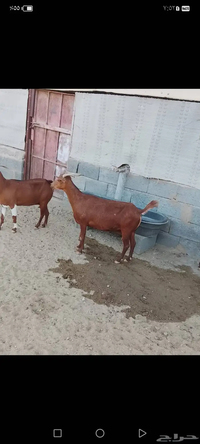 للبيع معزا دهم صنف معزا جرم وطول ومد ولون 10