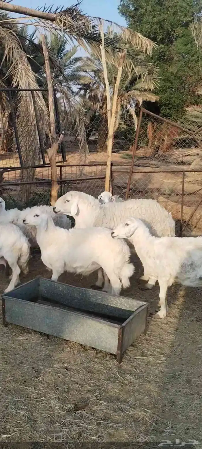 للبيع فحل حري إنتاجه 90 بالميه طليان 0