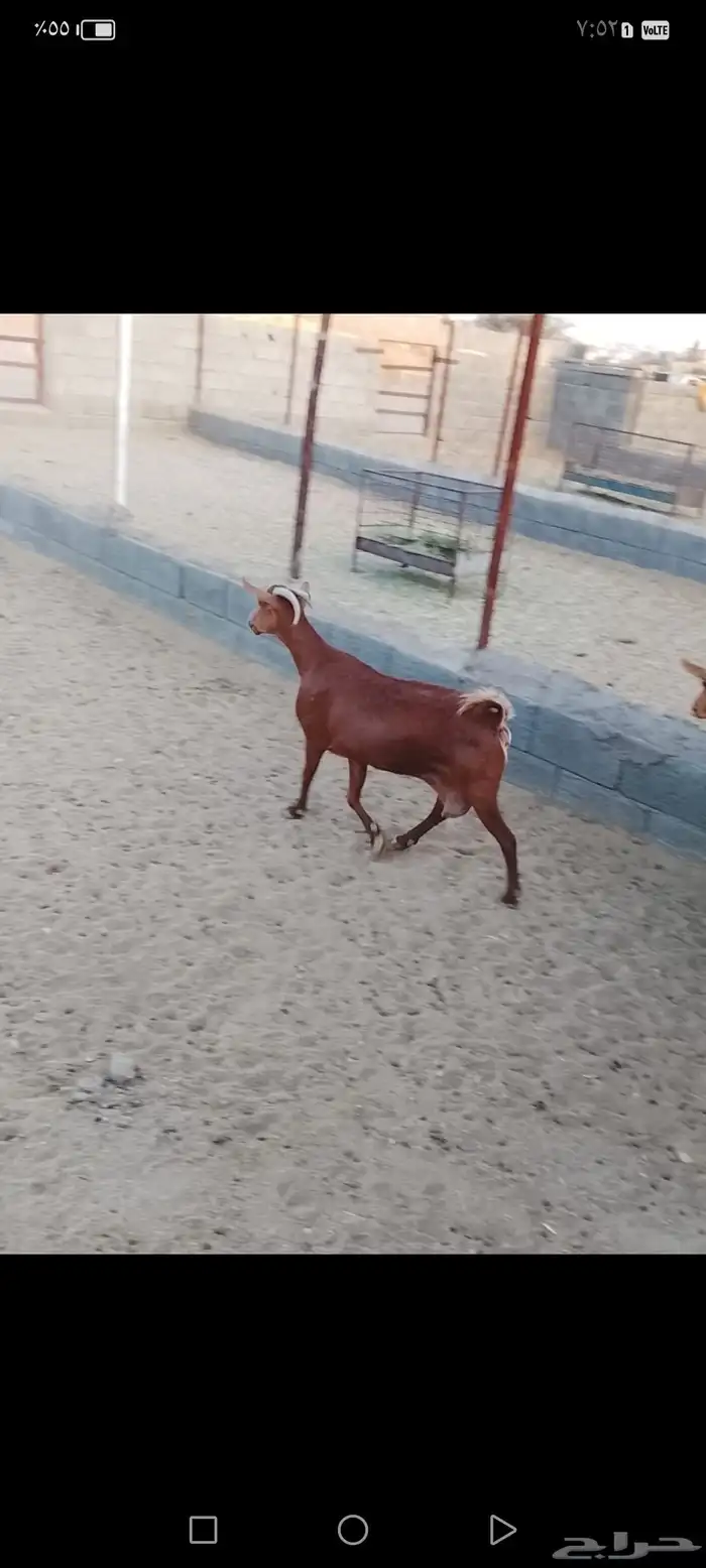 للبيع معزا دهم صنف معزا جرم وطول ومد ولون 0