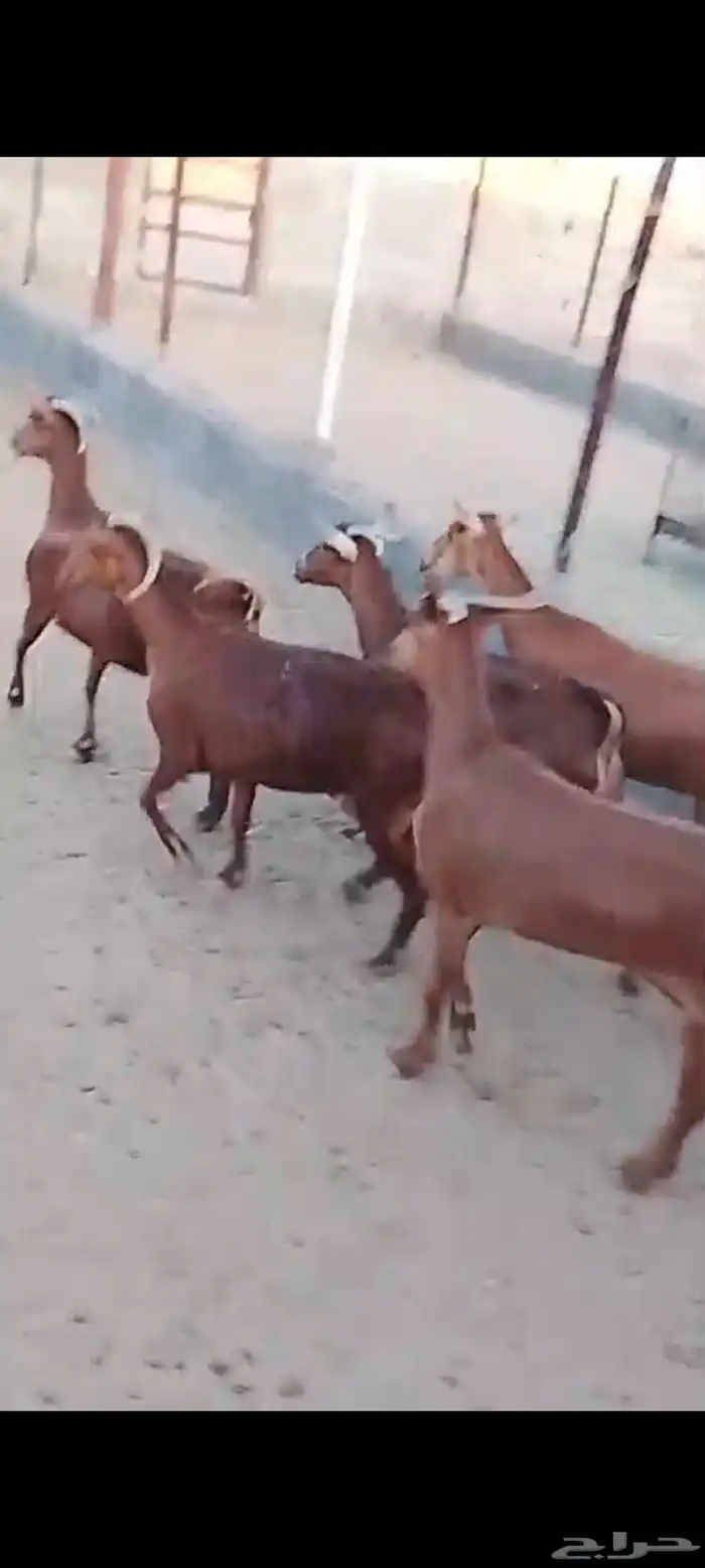 للبيع معزا دهم صنف معزا جرم وطول ومد ولون 15