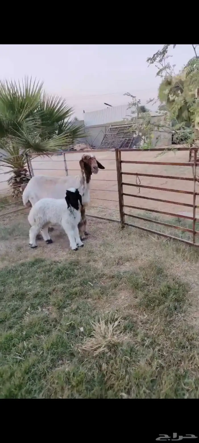 شاه رغوث نعيميه صنف وجرم فاخر 2