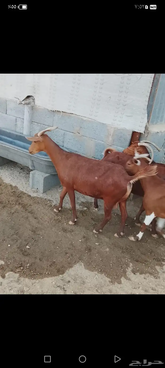 للبيع معزا دهم صنف معزا جرم وطول ومد ولون 8