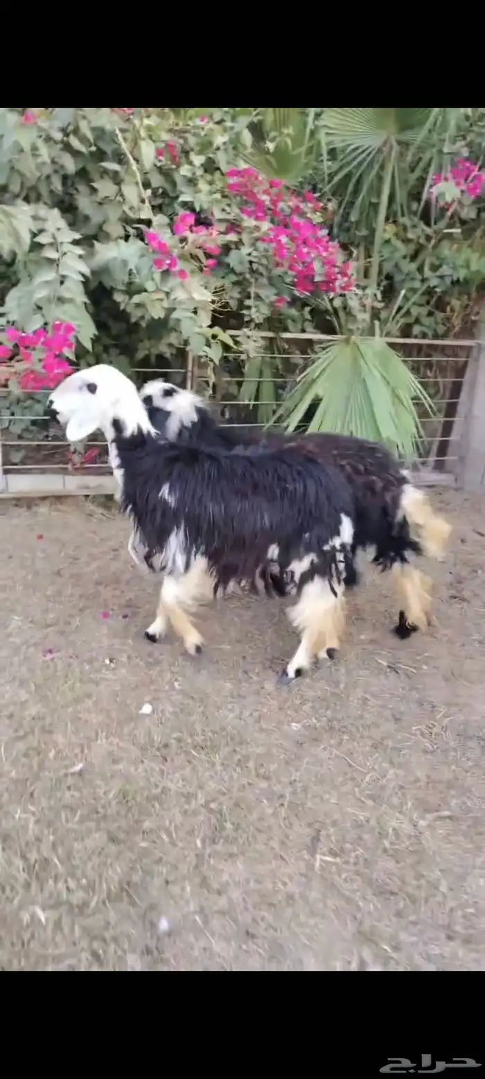 جذعات نجد مقاني ولا ذبح 1