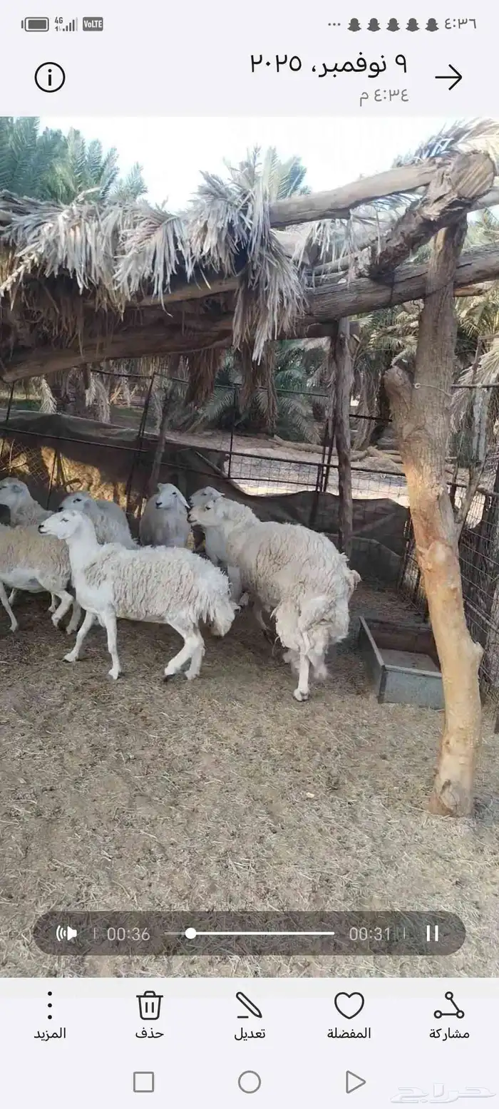 للبيع فحل حري إنتاجه 90 بالميه طليان 4