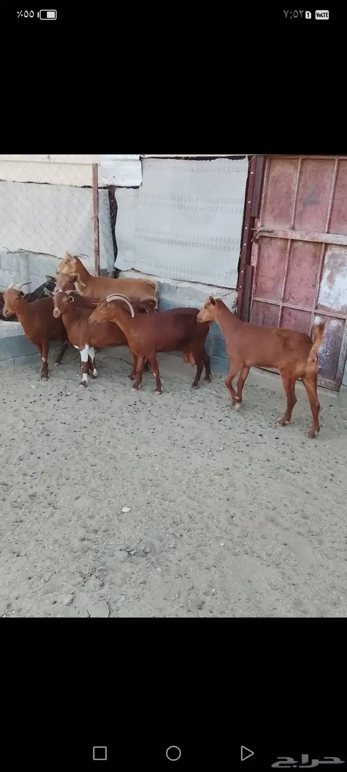 للبيع معزا دهم صنف معزا جرم وطول ومد ولون 2