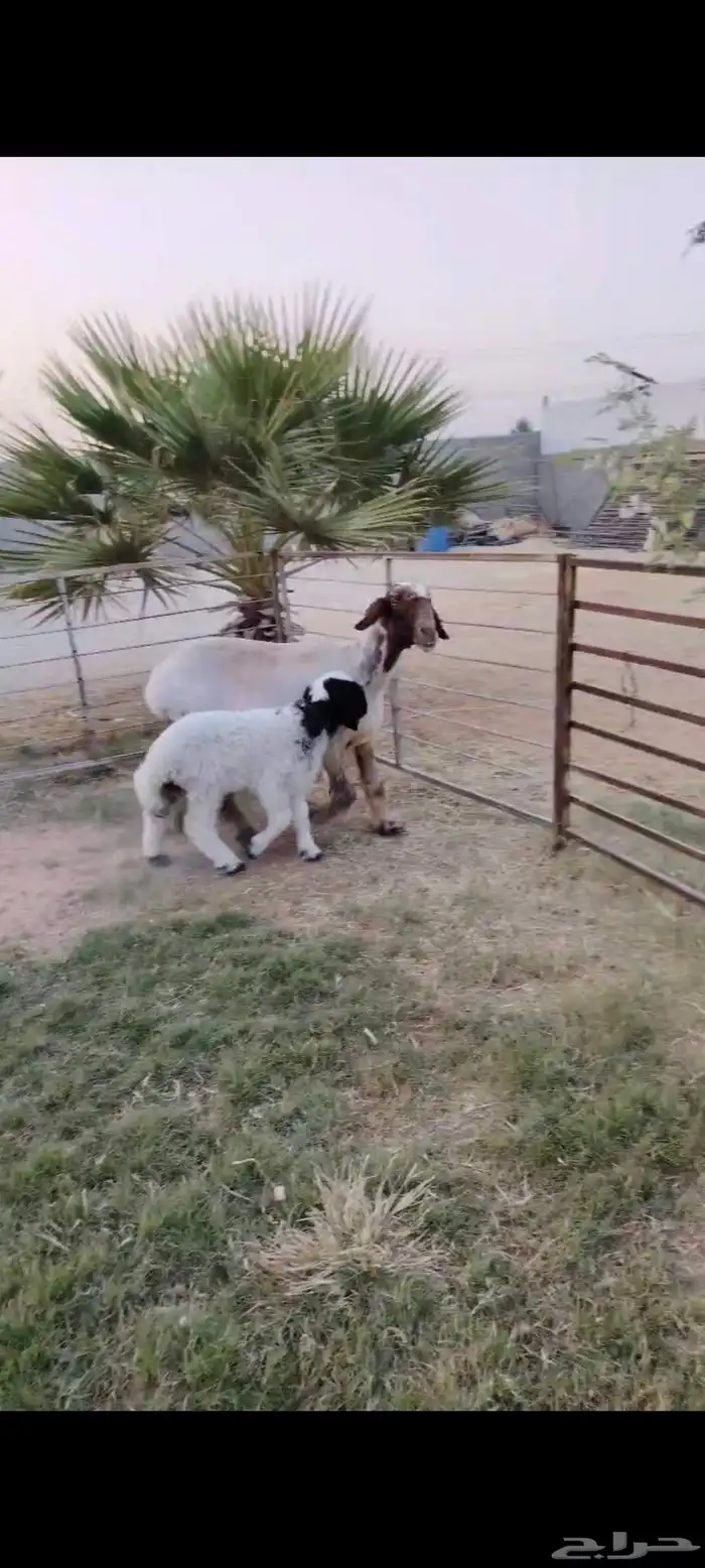 شاه رغوث نعيميه صنف وجرم فاخر 1