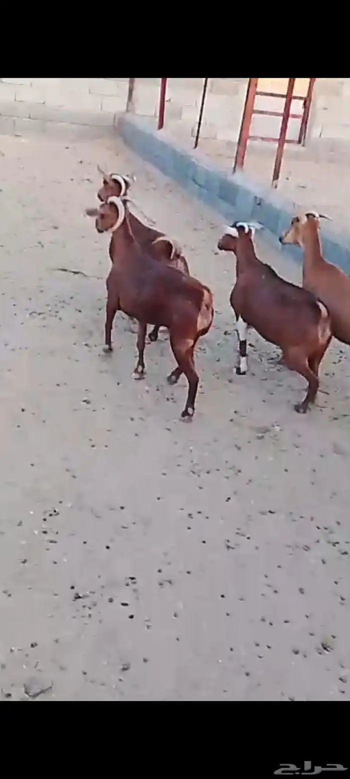 للبيع معزا دهم صنف معزا جرم وطول ومد ولون 3