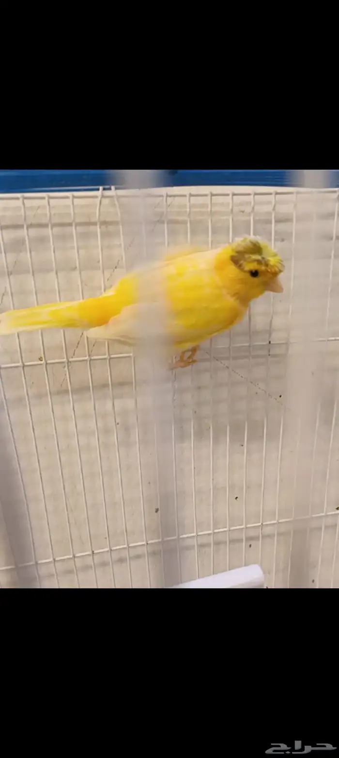 السلام عليكم ورحمة الله وبركاته كناري 0