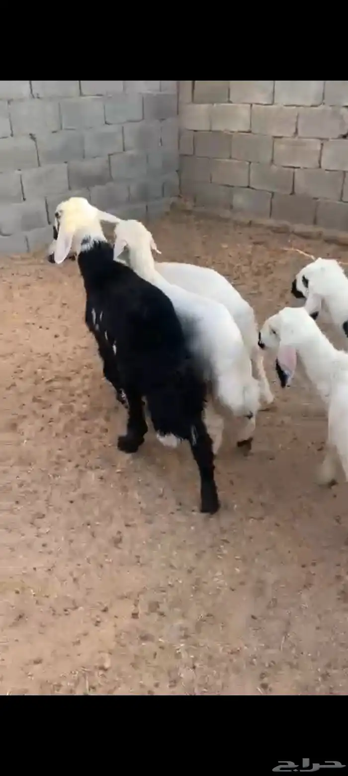 3رخال وخروفين سمان زبده 0