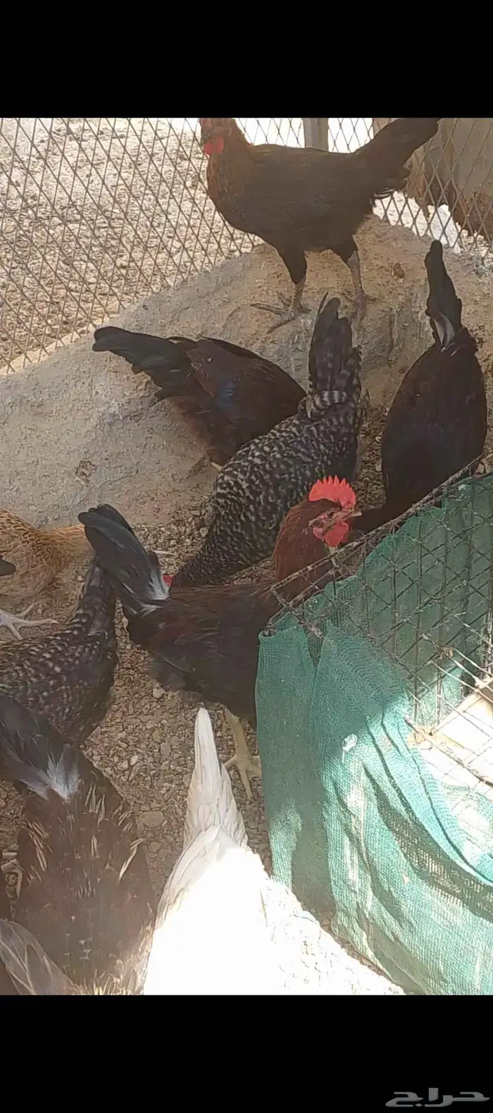 دجاج بلدي وتركي الموقع الداير 2