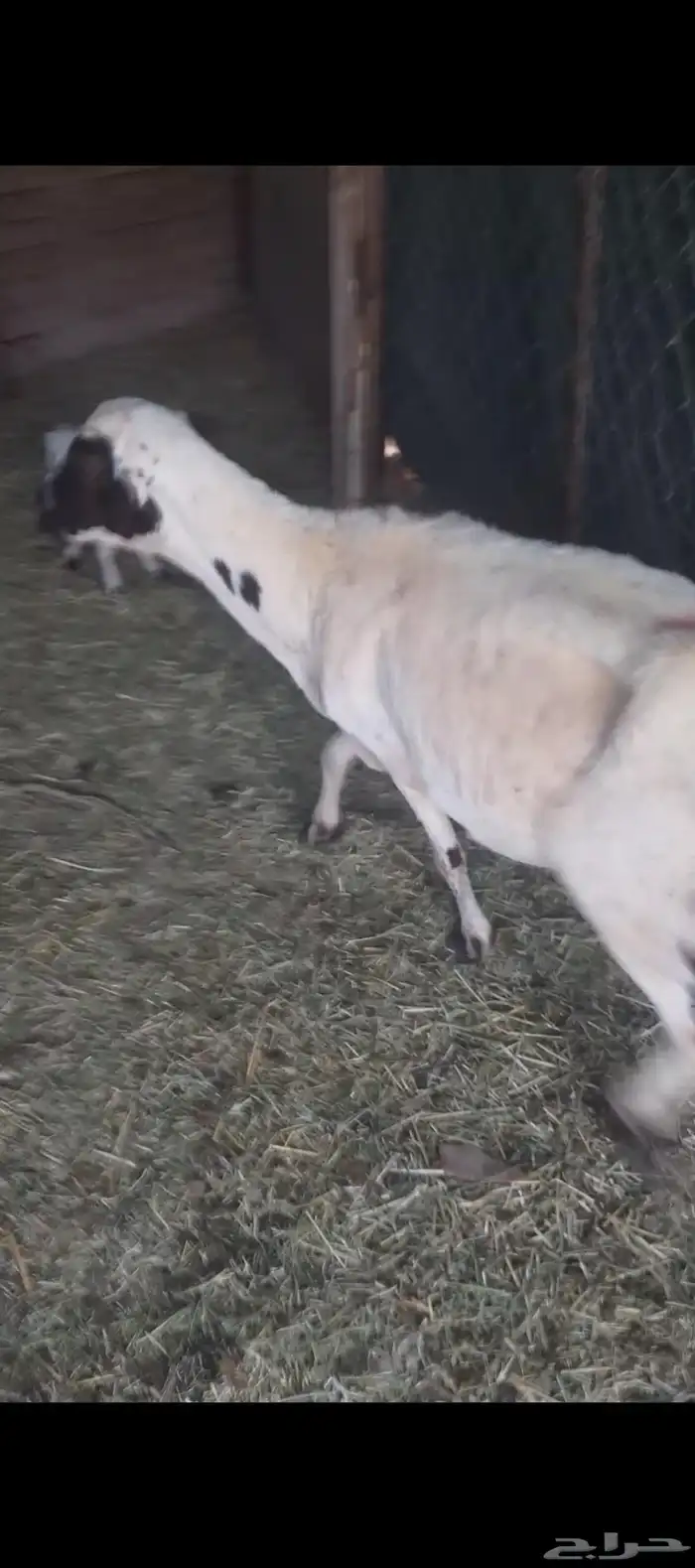 رفيده تحتها رخل 3