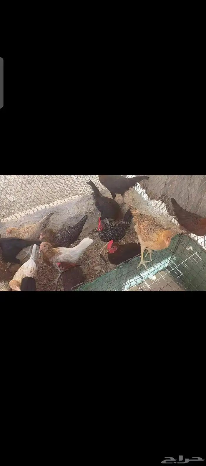 دجاج بلدي وتركي الموقع الداير 1