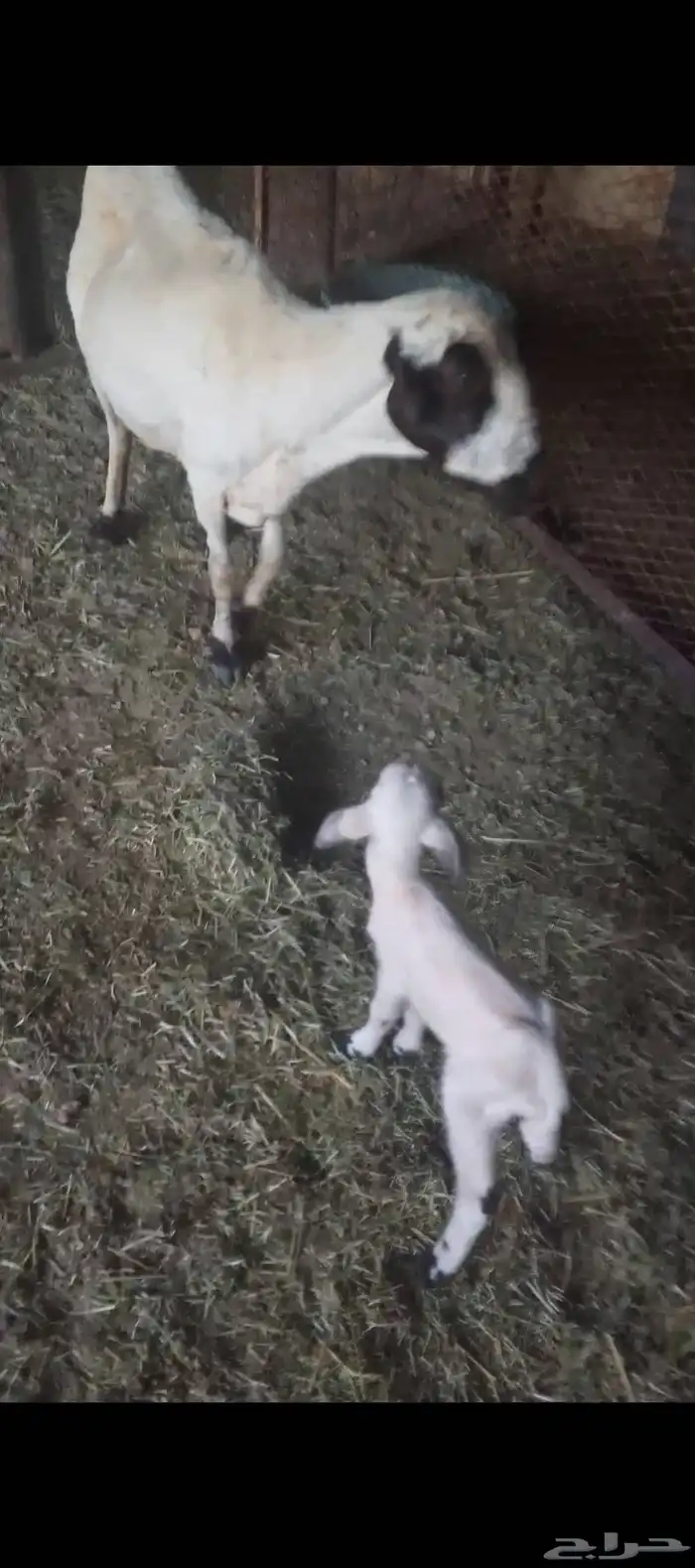 رفيده تحتها رخل 1