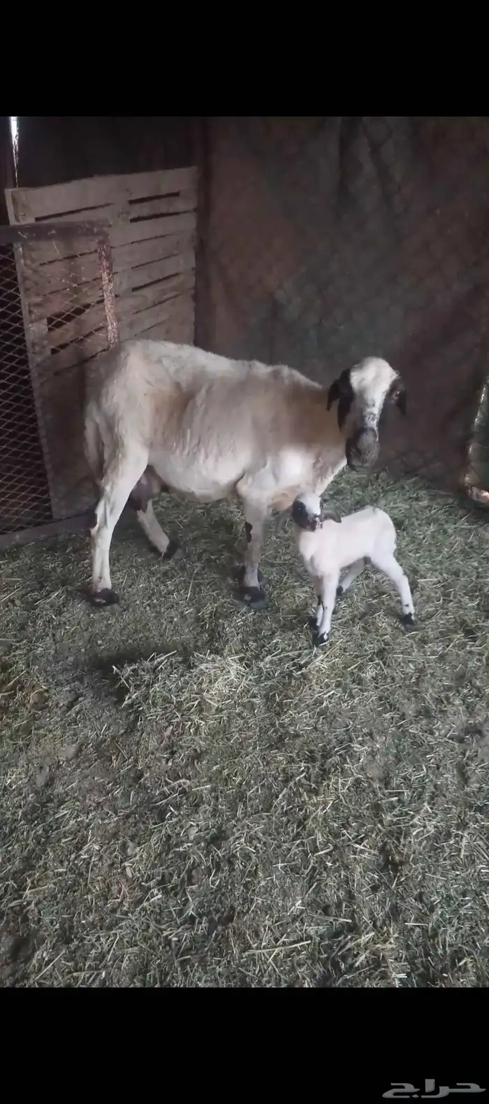 رفيده تحتها رخل 0