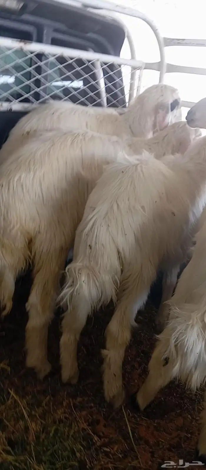 بهم أعمارهم حول الثلاثة أشهر العدد4ثلاث رخال وخروف 1