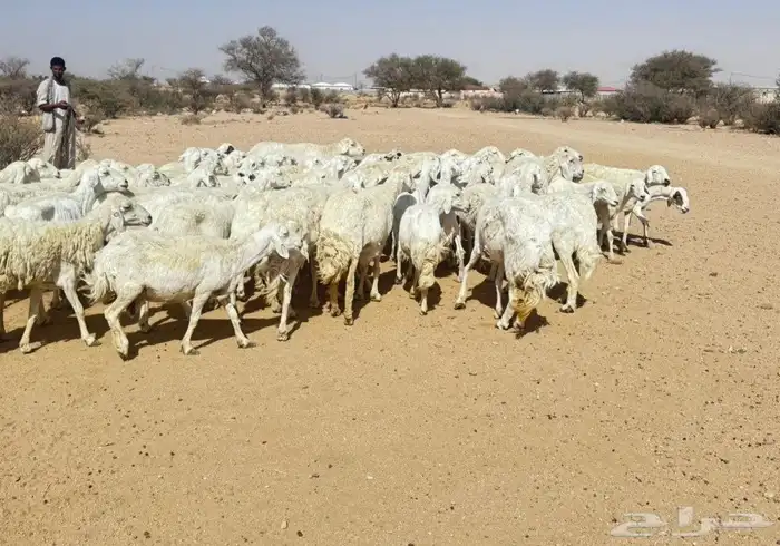 غنم حريه حرش مراح وحد قطعه وحده العداد 100غنم دفيع ومضاريع 4