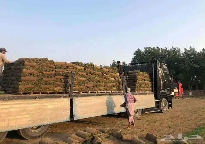 نجيل طبيعي 2